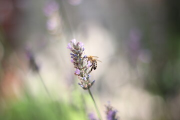 bee on lavender