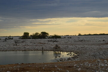 Naklejka premium A herd of African Zebras with their foals in Etosha National Park, Namibia