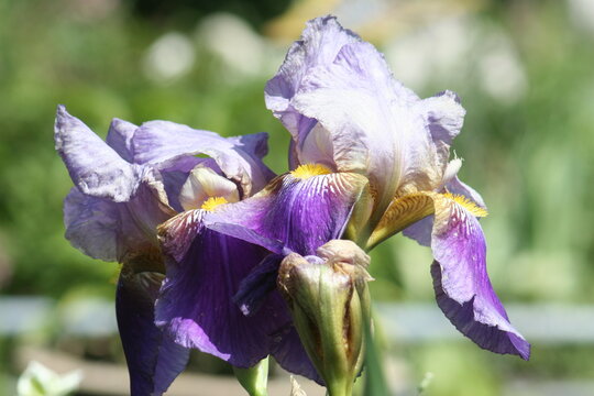 Bartiris Bilder Durchsuchen 390 Archivfotos, und