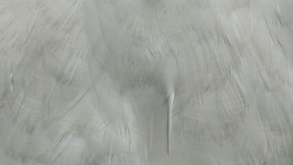 White feathers of a swan -  closeup texture. Romantic background.