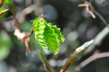 New green leaves on tree