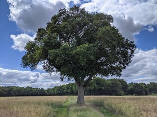 Solitary tree in summer field