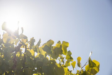 Folhas verdes em c&eacute;u azul