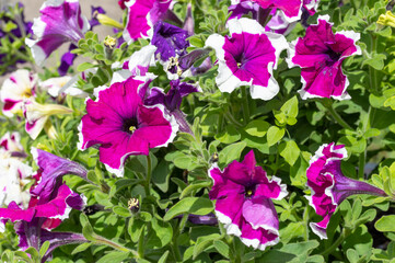 purple flowers in the garden