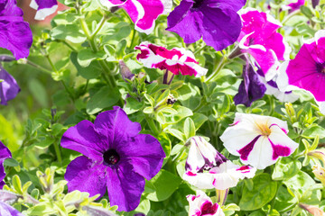 purple and yellow flowers