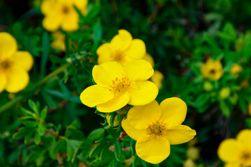 Beautiful yellow flowers Ranunculaceae (the buttercup family) on the blurry green yellow background