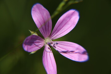 pink flower close-up image
