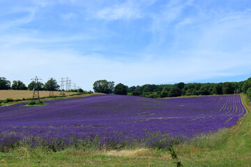 Fototapeta na wymiar A field of purple Lavender