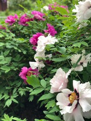 large bushes of peonies with white and purple flowers