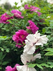 large bushes of peonies with purple and white flowers