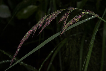 One of the several sedge species in the Finnish Lapland. The photo was taken with a flash light after heavy rains. Ylläslompolo, Kolari, Lapland, Finland.