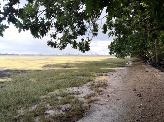 Edge of a Saltmarsh