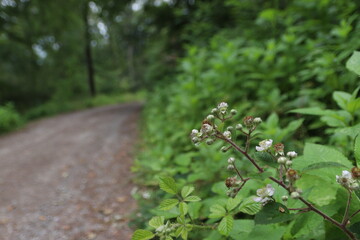 flowers in the forest