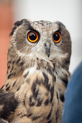 Filin close-up with big brown eyes