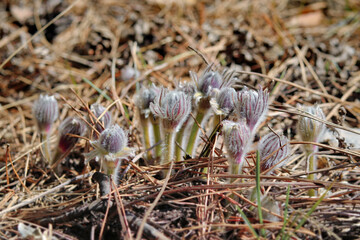 first spring flowers snowdrops
