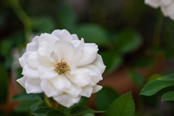 Blooming white rose plant