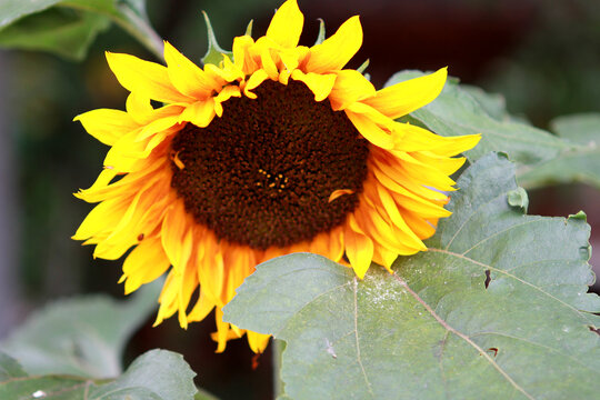 Sunflower Blooming in Late July, 2011