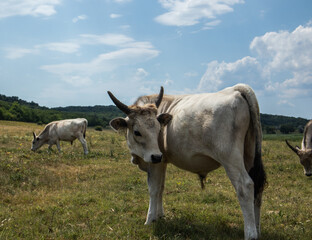 A cattle graze in the field in summer