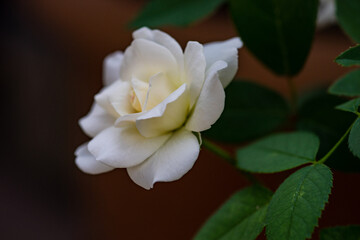 Obraz na płótnie Canvas Blooming white rose plant
