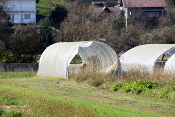 Old open dilapidated large garden greenhouses made of broken metal pipes partially covered with cracked semi transparent nylon built in abandoned family house backyard garden surrounded with uncut gra © hecos
