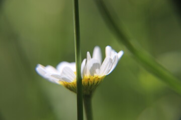 close-up daisy
