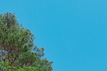 green tree on blue sky background