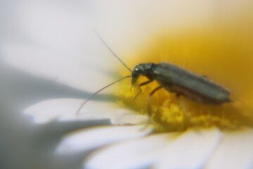 beetle on a flower