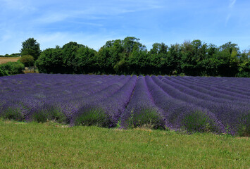Fototapeta na wymiar Green Trees and Lavender under a blue sky in the Kent Countryside