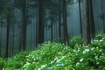 Obraz premium 森の紫陽花