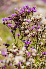 Chardons sauvages du Morbihan