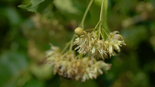 Picking Small-Leaved Lime flowers for tea (Tilia cordata) - (4K)
