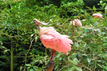 Pink Flamingo Bird