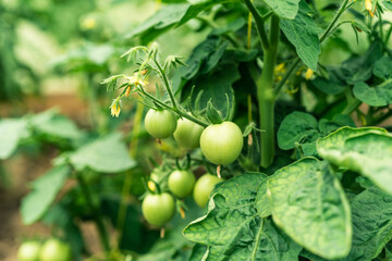 Small green tomatoes on the branches of bushes close-up, macro