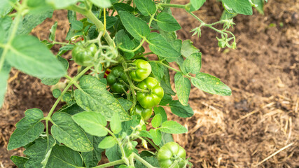 Growing tomatoes - small green tomatoes ripen on bush branches