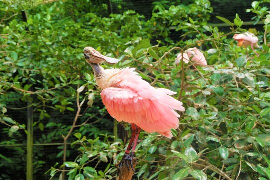 Pink Flamingo Bird