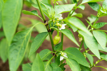 Bell peppers ripen on a branch of bushes on a farm, close-up
