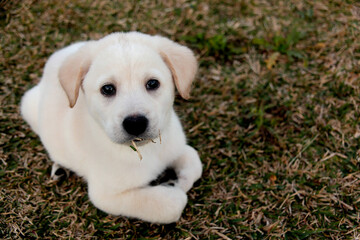 Buddy: puppy in the grass #3