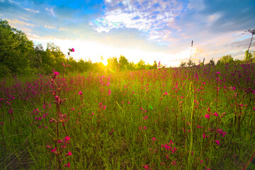 Blooming pink flowers through which the rays of the evening sun pass