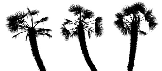 three black silhouettes of tropical plants close up on a white background