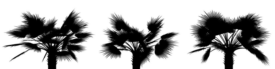 three black silhouettes of tropical plants close up on a white background