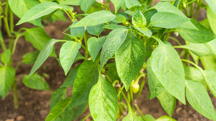 Growing bell pepper - drops of water on the leaves of bell pepper close up, sunny day, beautiful background, macro