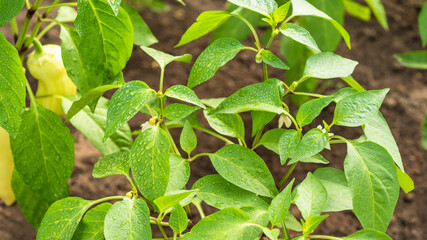 Bell pepper growing - water drops on bell pepper leaves after watering close up, sunny day