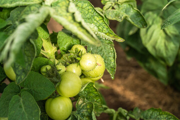 Growing tomatoes - drops of water on the leaves of tomatoes and on a bunch of green tomatoes after watering close-up, sunny day, macro photo