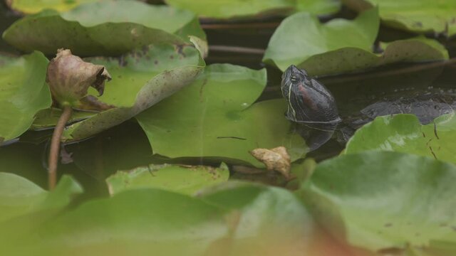 Beautiful water lilies and cute turtles HLG film Taipei Botanical Garden, Taiwan