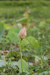 Beautiful lotus buds in the lake.Nelumbo nucifera, also known as Indian lotus, sacred lotus, bean of India, Egyptian bean or simply lotus, is one of two extant species of aquatic plant in the family