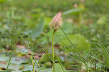 Beautiful lotus buds in the lake.Nelumbo nucifera, also known as Indian lotus, sacred lotus, bean of India, Egyptian bean or simply lotus, is one of two extant species of aquatic plant in the family