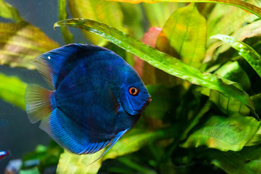 Closeup of a blue tropical Symphysodon discus fish in a fishtank.