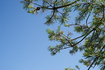 coniferous branches visible against the blue cloudless sky