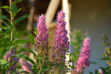 blossom of hardhack (Spiraea douglasii or Spiraea salicifolia) or steeplebush, Douglas' spirea,...