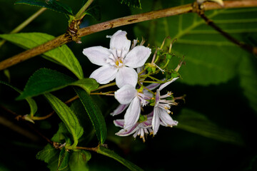 White flowers hanging on a tree with green leaves (Jasmine flower plant in nature) - Macro shot in forest